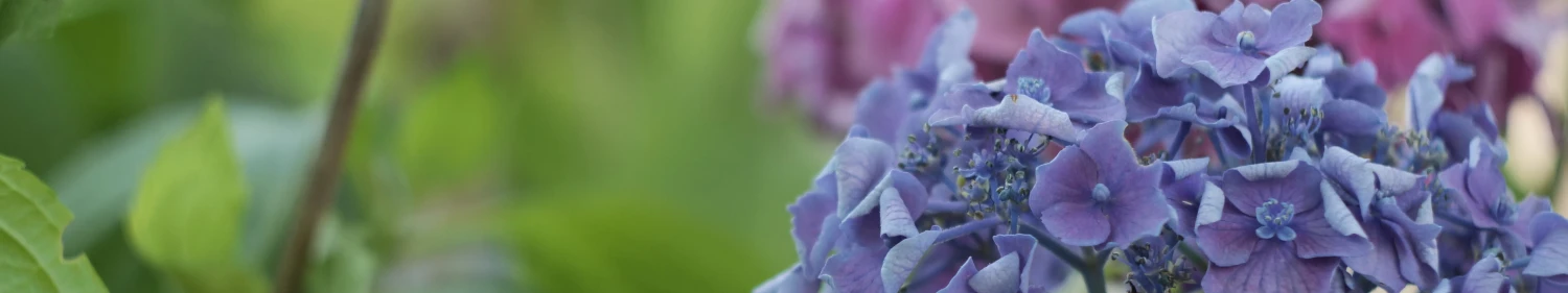 Banner image
