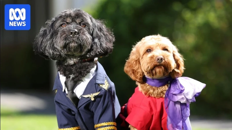 Article from www.abc.net.au with the title Virgin Australia's plan to allow pets in cabin on domestic flights gets tick from Food Standards