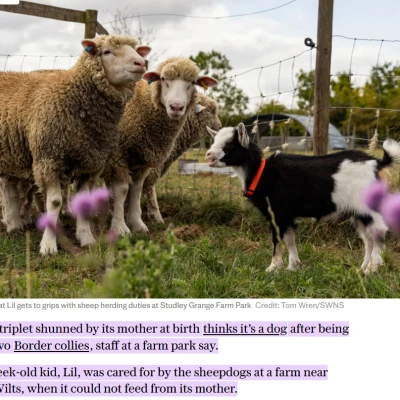 Image of AMIT SARMAH