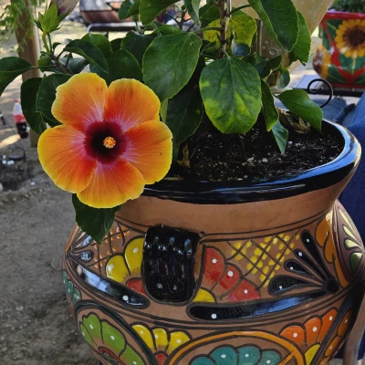 Image of Elena Reyna P.O. Box 686 Laveen, Az.